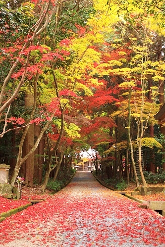 西脇市　紅葉の名所　“西林寺”